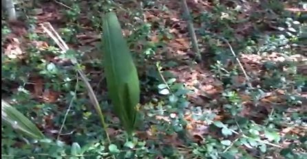 Izgleda kao obična biljka, no pogledajte šta se dogodilo kada joj se približio (VIDEO)