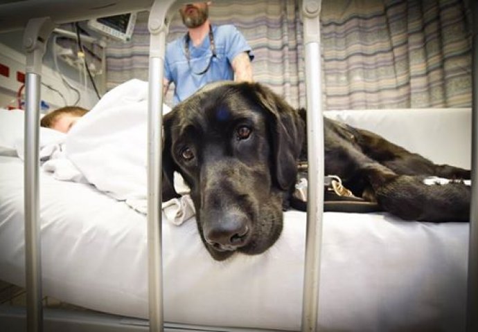 Sinonim bezuslovne ljubavi: Pas odbio da ostavi autističnog dječaka samog u bolnici