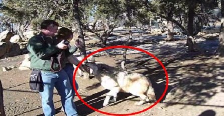 Mladiću i njegovoj djevojci je prišao ogromni vuk, ovo nisu mogli očekivati ni u snovima (VIDEO)
