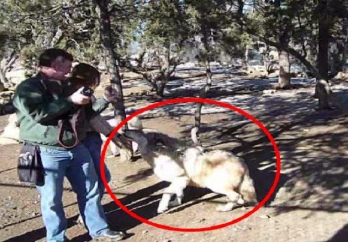 Mladiću i njegovoj djevojci je prišao ogromni vuk, ovo nisu mogli očekivati ni u snovima (VIDEO)