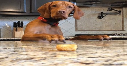 Pokušaji ovog psa da dohvati krompirić će vam popraviti raspoloženje, garantujemo (VIDEO)