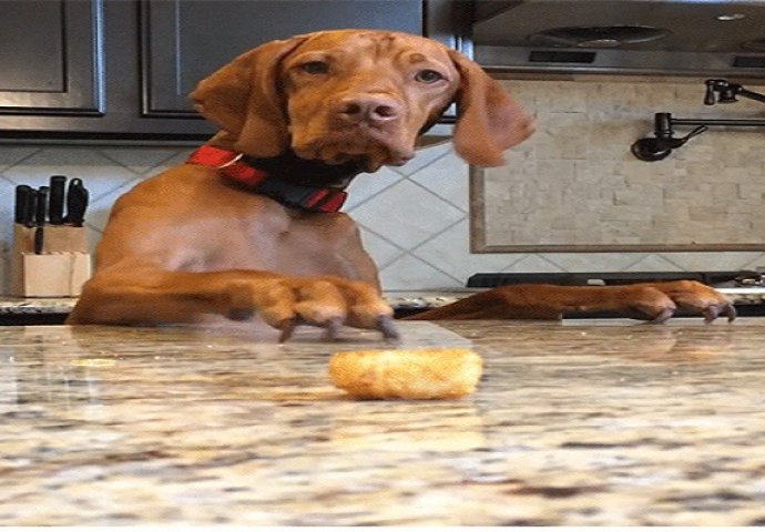 Pokušaji ovog psa da dohvati krompirić će vam popraviti raspoloženje, garantujemo (VIDEO)