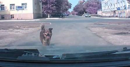 Nevjerovatno: Pogledajte kako je ovaj pas pokušao upozoriti vozača (VIDEO)