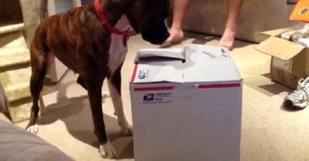 Ovaj pas je znao da nešto nije uredu s ovom kutijom, no ništa ga nije moglo pripremiti za ovo (VIDEO)