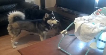 Haski je prišao bebi koja je ležala u ležaljci, pogledajte kako je na to reagovao vučjak (VIDEO)