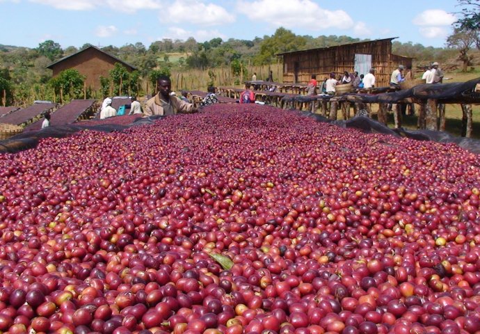 Klimatske promjene ugrožavaju opstanak kafe