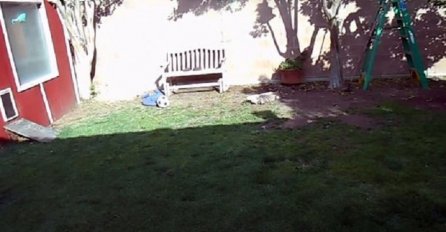Mislili smo da doziva svog psa, no nećete vjerovati šta ovaj čovjek drži u svom dvorištu (VIDEO)