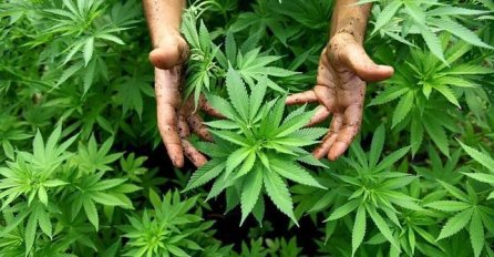 Bijeljina: Granična policija otkrila dvije plantaže marihuane