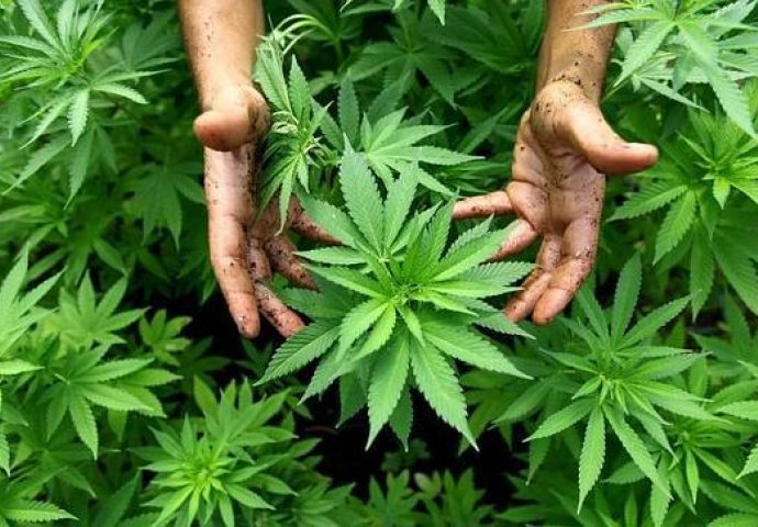 Bijeljina: Granična policija otkrila dvije plantaže marihuane