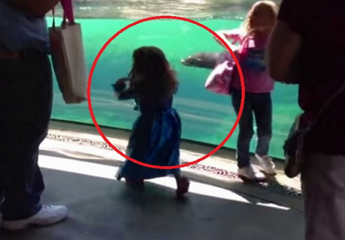 Djevojčica se igrala sa morskim lavom, pogledajte šta se dogodilo kada je pala (VIDEO)