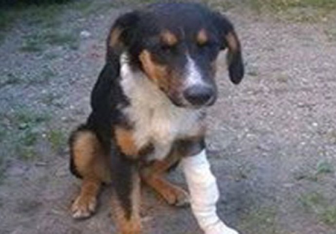 Bizaran slučaj nasilja nad životinjama: Destogodišnjaci silovali psa?! 