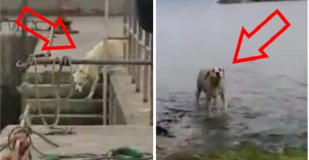 Ovaj pas svako jutro u isto vrijeme ide na kupanje, a razlog za to je pomalo nevjerovatan (VIDEO)