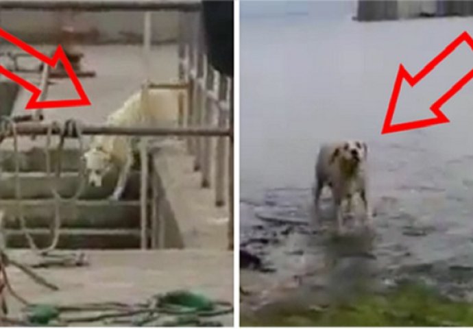 Ovaj pas svako jutro u isto vrijeme ide na kupanje, a razlog za to je pomalo nevjerovatan (VIDEO)