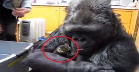 Ko bi rekao da je lekciju o nježnosti moguće naučiti od gorile (VIDEO)