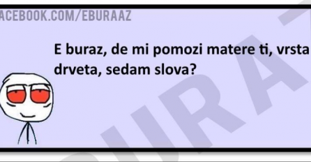  E buraz, de mi pomozi matere ti, vrsta drveta, sedam slova?