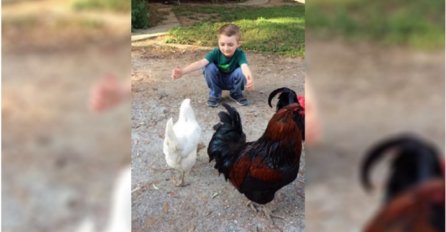 Dječak je došao nahraniti kokoš, a onda mu je ona "pala" u zagrljaj (VIDEO)