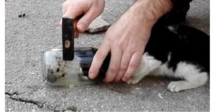 Mački se glava zaglavila u tegli, a on je uzeo čekić i uradio ovo (VIDEO)