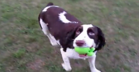 Ovaj pas je rođen slijep, ali je sjajan u igri "donesi" (VIDEO)