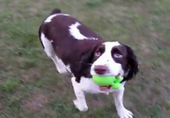 Ovaj pas je rođen slijep, ali je sjajan u igri "donesi" (VIDEO)