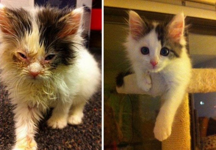 Svima je potrebna porodica: Dirljive fotografije mačaka prije i poslije usvajanja