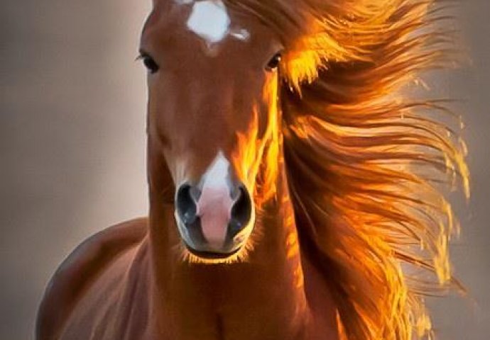 Ove životinje godišnje ubiju najviše nedužnih ljudi: Kada vidite koja je na prvom mjestu shvatit ćete kolika vam opasnost prijeti