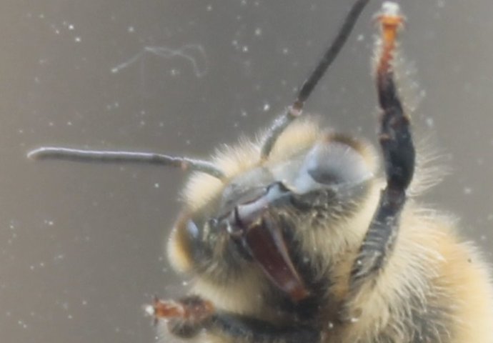 Ove životinje godišnje ubiju najviše nedužnih ljudi: Kada vidite koja je na prvom mjestu shvatit ćete kolika vam opasnost prijeti
