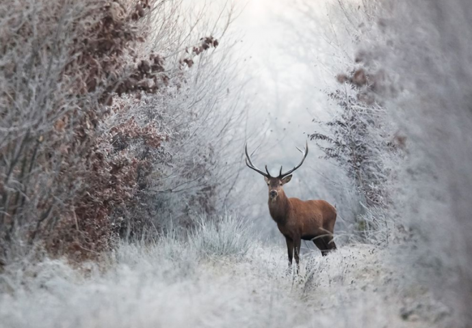 Ove životinje godišnje ubiju najviše nedužnih ljudi: Kada vidite koja je na prvom mjestu shvatit ćete kolika vam opasnost prijeti
