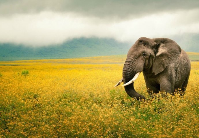 Ove životinje godišnje ubiju najviše nedužnih ljudi: Kada vidite koja je na prvom mjestu shvatit ćete kolika vam opasnost prijeti