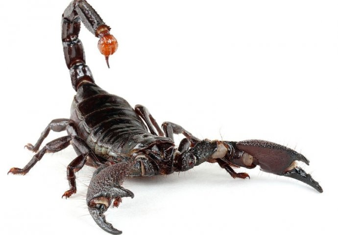 Ove životinje godišnje ubiju najviše nedužnih ljudi: Kada vidite koja je na prvom mjestu shvatit ćete kolika vam opasnost prijeti