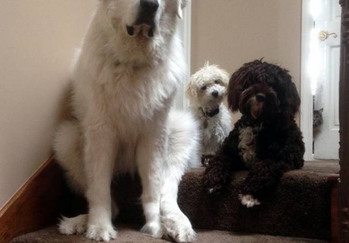 Ove životinje godišnje ubiju najviše nedužnih ljudi: Kada vidite koja je na prvom mjestu shvatit ćete kolika vam opasnost prijeti