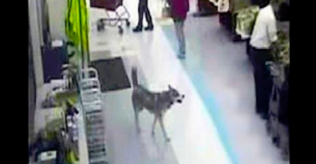 Nećete vjerovati šta je nadzorna kamera snimila kada je pas ušao u Supermarket (VIDEO)