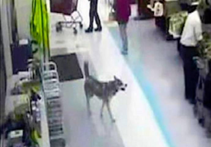 Nećete vjerovati šta je nadzorna kamera snimila kada je pas ušao u Supermarket (VIDEO)