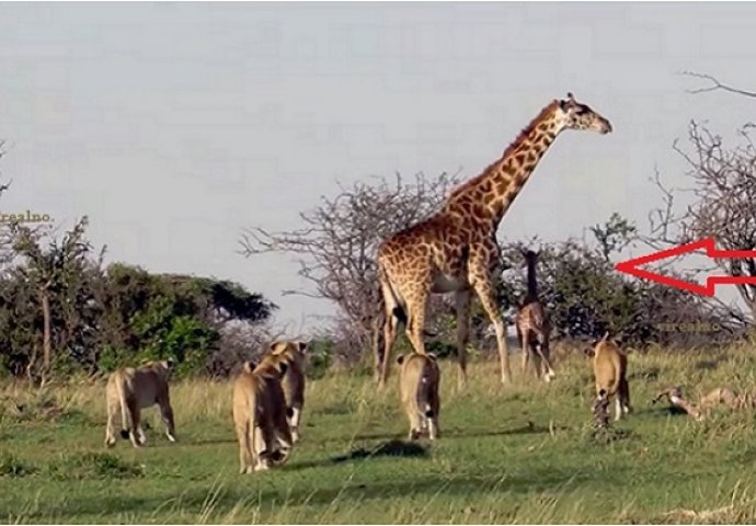 Žirafa i njeno mladunče su okruženi gladnim lavovima, ali pogledajte šta se zatim desilo (VIDEO)