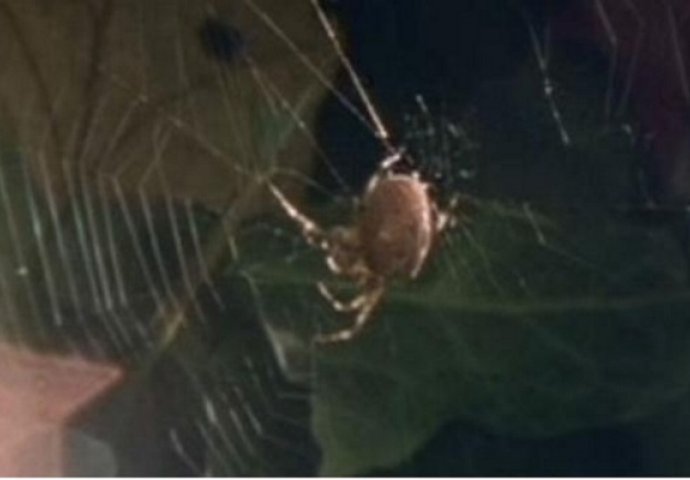  Iznenadit ćete se kada vidite kakvu mrežu pauk pravi kada je na drogama (VIDEO)