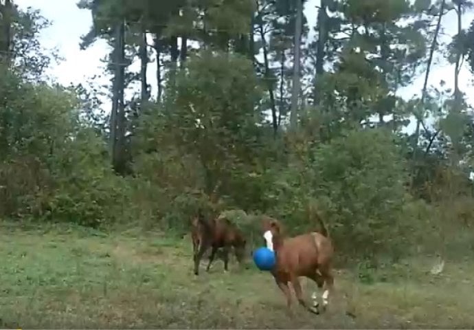 Niko joj nije vjerovao šta njen konj radi, dok nije sve snimila (VIDEO)