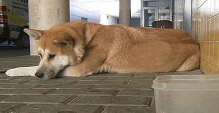 Ovaj pas već šest dana leži ispred bolnice čekajući svoju vlasnicu (VIDEO)