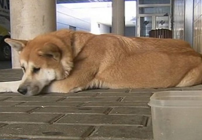 Ovaj pas već šest dana leži ispred bolnice čekajući svoju vlasnicu (VIDEO)