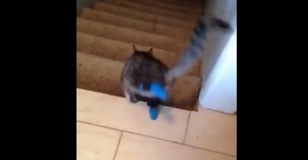 Maci su amputirali stražnje noge, no to joj nimalo ne smeta da siđe niz stepenice (VIDEO)