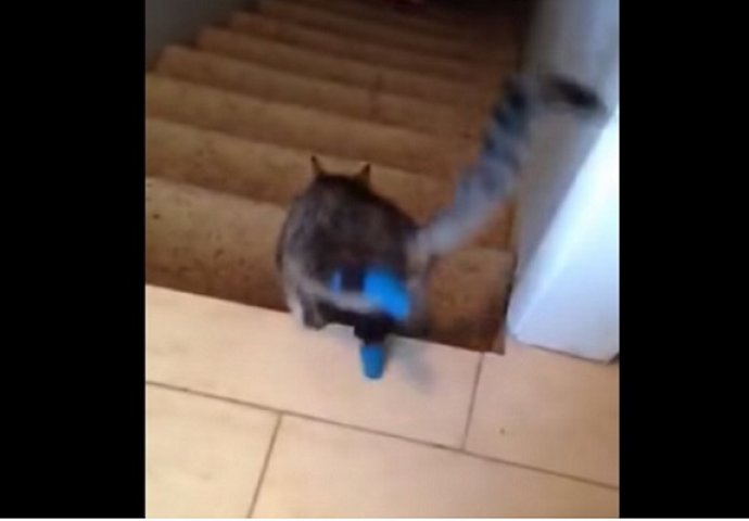 Maci su amputirali stražnje noge, no to joj nimalo ne smeta da siđe niz stepenice (VIDEO)