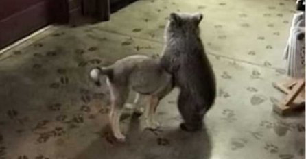 Sprijateljili se kao bebe: Medvjed i vuk postali nerazdvojni drugari (VIDEO)