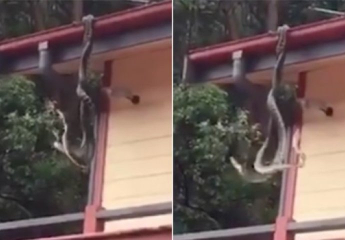 Na krovu kuće zatekli dva džinovska pitona: Gledali su borbu i nisu mogli da vjeruju! (VIDEO)