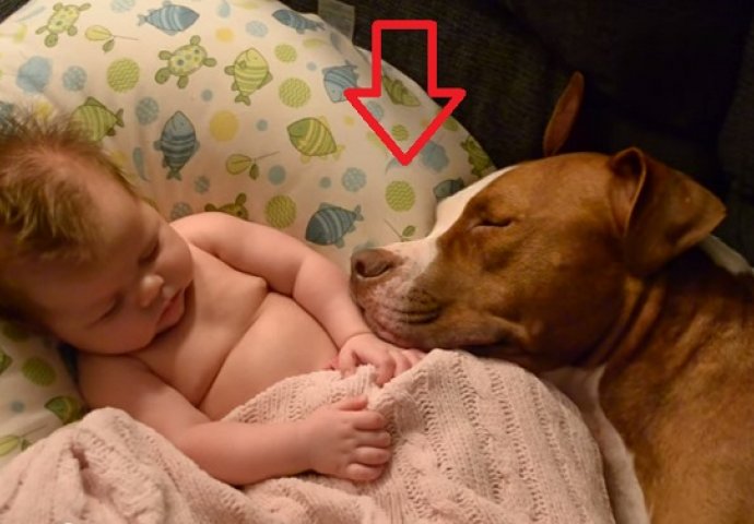Ostavila je pitbulla samog sa bebom, a onda zatekla ovaj prizor (VIDEO) 