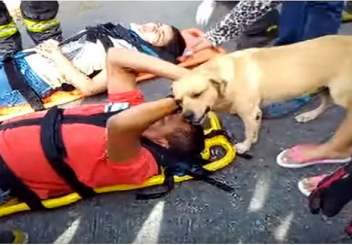 Najbolji prijatelj: Pas nakon saobraćajne nesreće tješio povrijeđenog vlasnika (VIDEO)