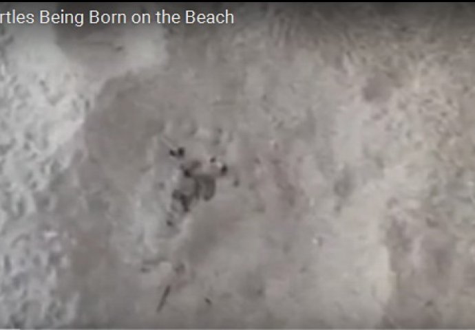 Mislili su da će to biti običan dan na plaži, a onda je iz pijeska počelo izlaziti ovo! (VIDEO)