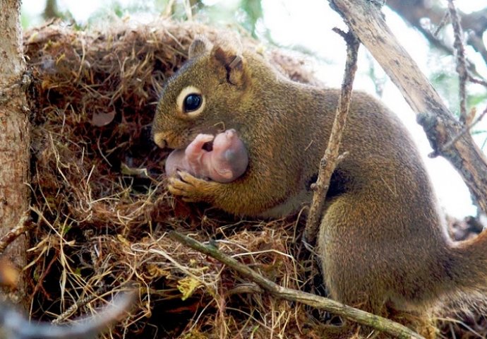 Neko je oborio gnijezdo sa vjevericama na pod, a evo šta je mama vjeverica uradila (VIDEO)  