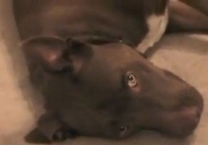 Ovaj pas došao je na trem jedne porodice da umre, ali neko mu to nije dopustio (VIDEO)