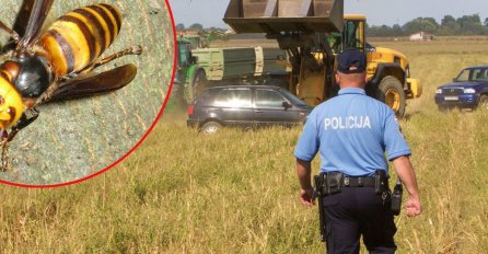 Smrtonosni ubod stršljena kod Zadra: Insekt napao policajca dok je radio sa prijateljem u polju 