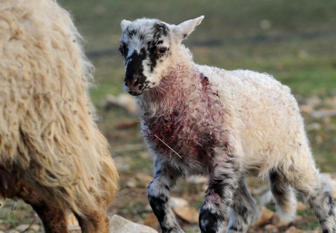 Nezapamćen pokolj kod Šibenika: Psi lutalice zaklali 40 ovaca! 