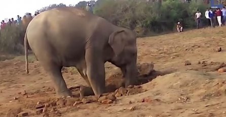 Čuli su neobične zvukove i vidjeli slonicu kako gura glavu u rupu, a onda su se šokirali (VIDEO)