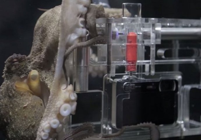 Stavio je kameru u akvarijum, a onda su doživjeli nešto što nije nijedan čovjek na planeti (VIDEO)